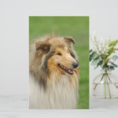 Rough Collie Briefpapier (Stehend Vorderseite)