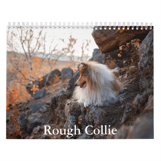 Rough Collie Calendar Kalender (Titelbild)