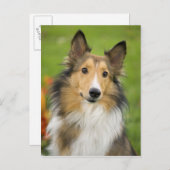 Rough Collie, dog, animal Postkarte (Vorne/Hinten)