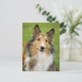 Rough Collie, dog, animal Postkarte (Stehend Vorderseite)