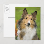 Rough Collie, dog Postkarte (Vorne/Hinten)
