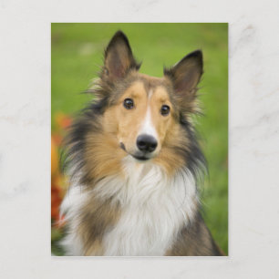 Rough Collie, dog Postkarte