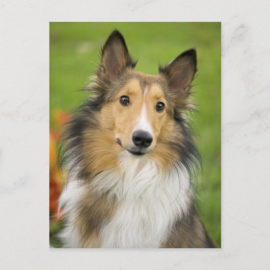 Rough Collie, dog Postkarte (Vorderseite)