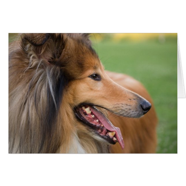 Rough Collie Face (Vorderseite (Horizontal))