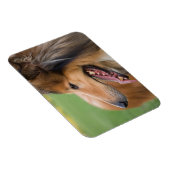 Rough Collie Face Magnet (Rechte Seite)