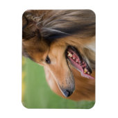 Rough Collie Face Magnet (Vertikal)