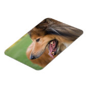 Rough Collie Face Magnet (Linke Seite)