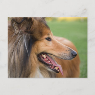 Rough Collie Face Postkarte