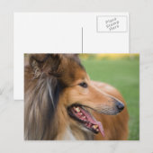 Rough Collie Face Postkarte (Vorne/Hinten)