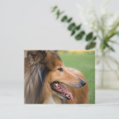 Rough Collie Face Postkarte (Stehend Vorderseite)