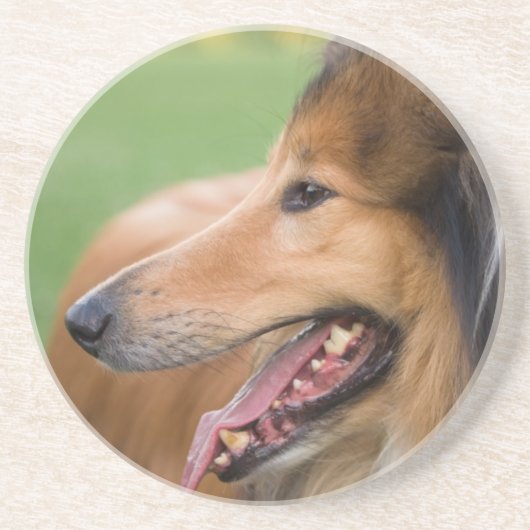 Rough Collie Face Sandstein Untersetzer (Vorne)