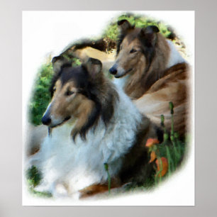 Rough Collie Geschenk der Kunst Poster