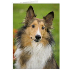 Rough Collie, Hund