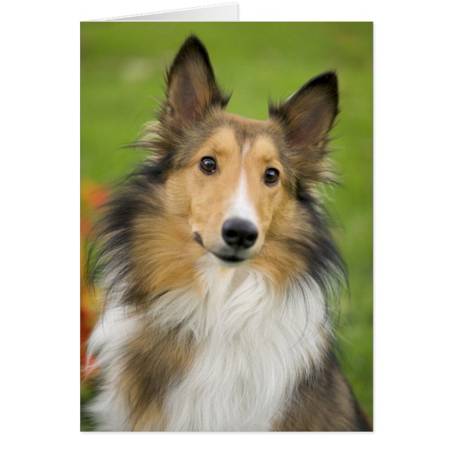 Rough Collie, Hund (Vorne)
