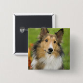 Rough Collie, Hund Button (Vorne & Hinten)