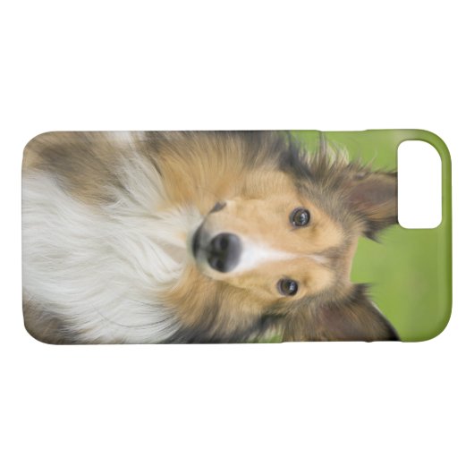 Rough Collie, Hund Case-Mate iPhone Hülle (Rückseite (Horizontal))