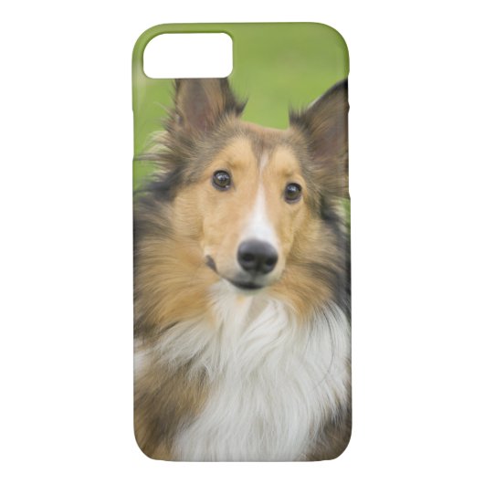 Rough Collie, Hund Case-Mate iPhone Hülle (Rückseite)