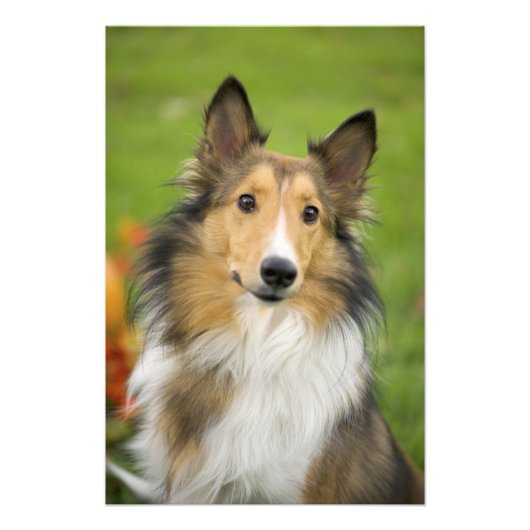 Rough Collie, Hund Fotodruck (Vorne)