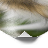 Rough Collie, Hund Fotodruck (Ecke)
