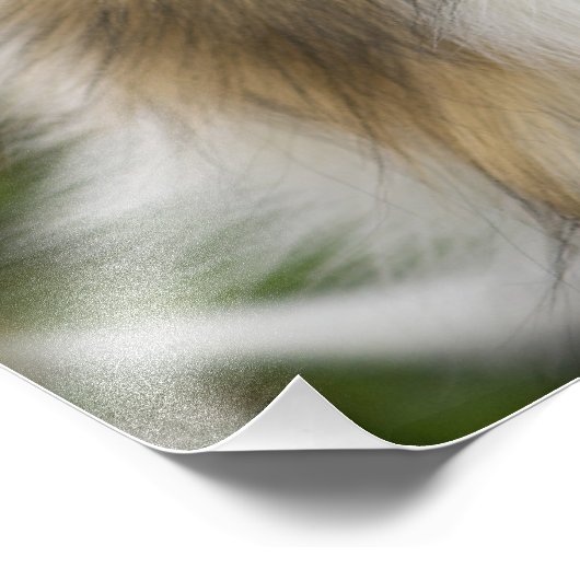 Rough Collie, Hund Fotodruck (Ecke)