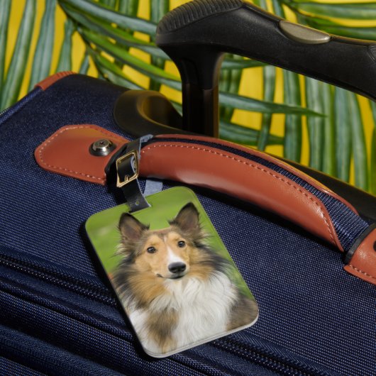 Rough Collie, Hund Gepäckanhänger (Vorderseite Insitu 1)
