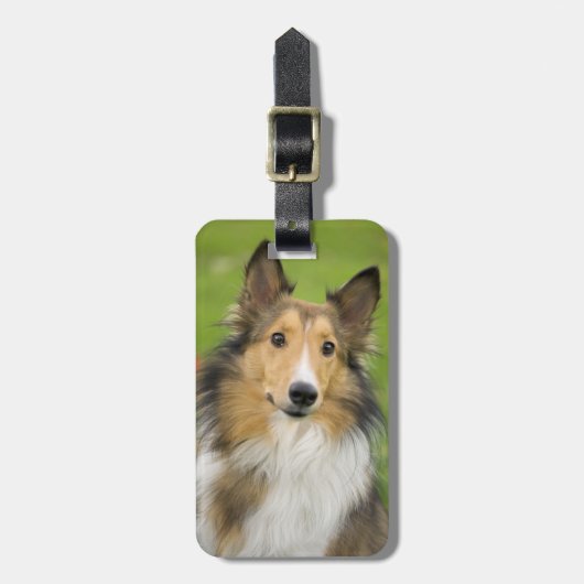 Rough Collie, Hund Gepäckanhänger (Vorderseite vertikal)
