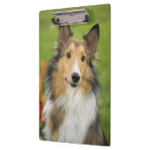 Rough Collie, Hund Klemmbrett (Links)