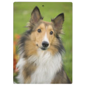 Rough Collie, Hund Klemmbrett (Rückseite)