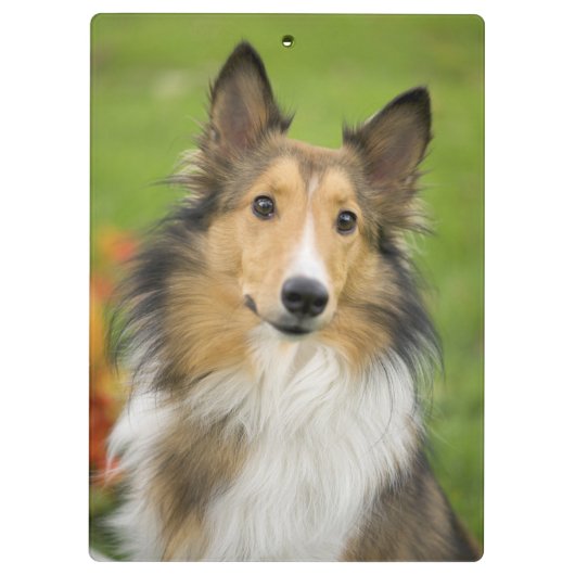 Rough Collie, Hund Klemmbrett (Rückseite)