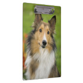 Rough Collie, Hund Klemmbrett (Rechts)
