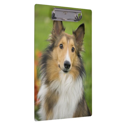 Rough Collie, Hund Klemmbrett (Rechts)