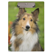 Rough Collie, Hund Klemmbrett (Vorderseite)