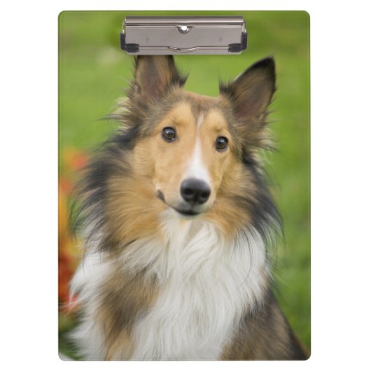 Rough Collie, Hund Klemmbrett (Vorderseite)
