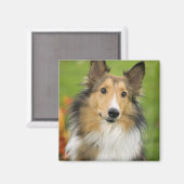 Rough Collie, Hund Magnet (Vorderseite/Rückseite)