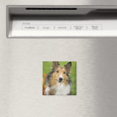 Rough Collie, Hund Magnet (In Situ (Geschirrspüler))
