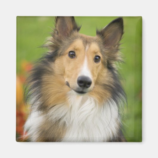 Rough Collie, Hund Magnet (Vorne)