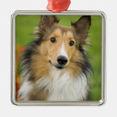 Rough Collie, Hund Ornament Aus Metall (Vorne)