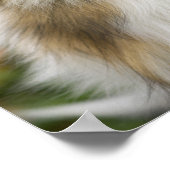Rough Collie, Hund Poster (Ecke)