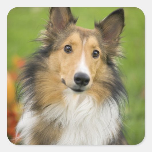 Rough Collie, Hund Quadratischer Aufkleber (Vorderseite)