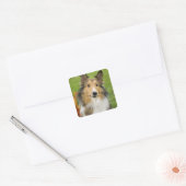 Rough Collie, Hund Quadratischer Aufkleber (Umschlag)