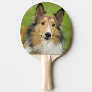 Rough Collie, Hund Tischtennis Schläger