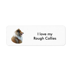 Rough Collie Hundeportrait Foto