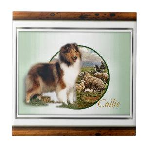 Rough Collie Keeper vom Schafe Fliese