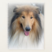 Rough Collie Portrait Planer (Vorderseite)