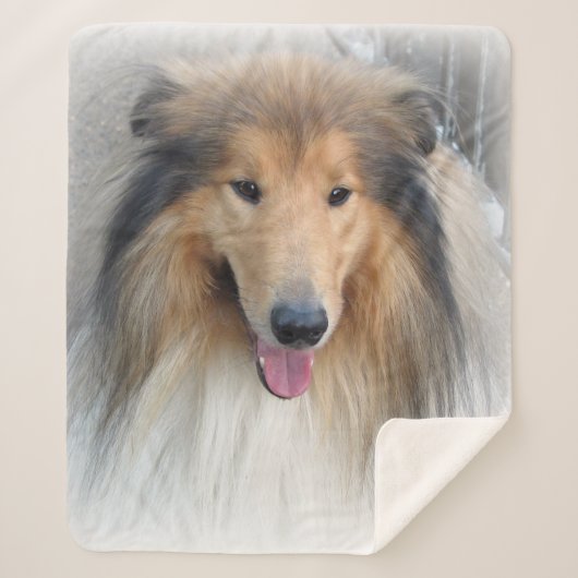 Rough Collie-Portrait Sherpadecke (Vorderseite)