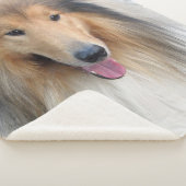 Rough Collie-Portrait Sherpadecke (3/4)
