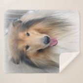 Rough Collie-Portrait Sherpadecke (Vorderseite (Horizontal))