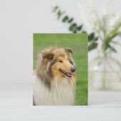 Rough Collie Postkarte (Stehend Vorderseite)