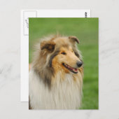 Rough Collie Postkarte (Vorne/Hinten)