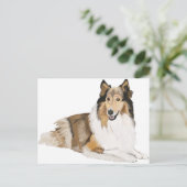 Rough Collie Postkarte (Stehend Vorderseite)